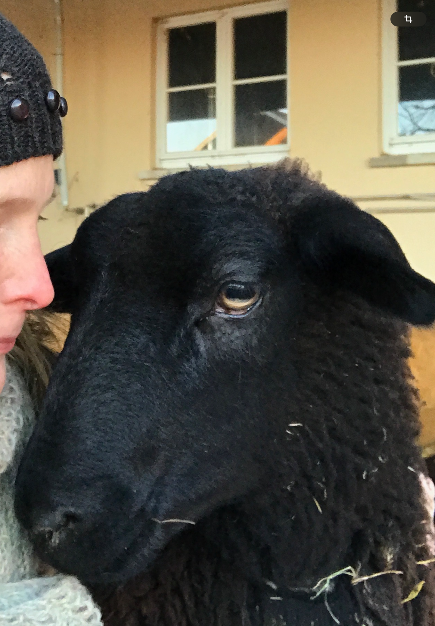 Jura Bergschaf Wolle