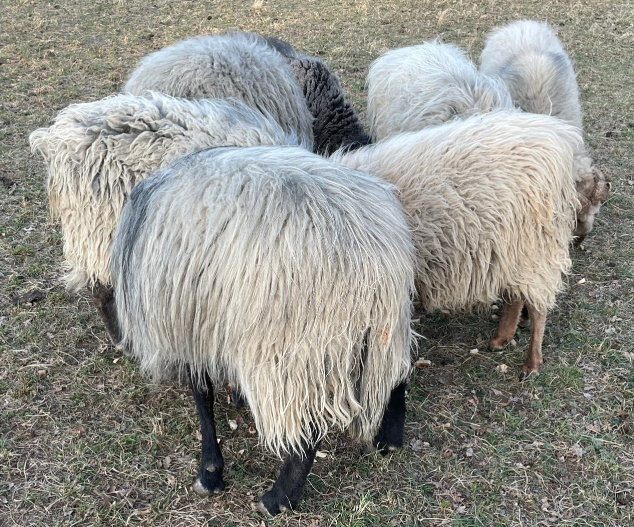 Rauma Garn Schaf Schafwolle Norwegen norwegische Wolle