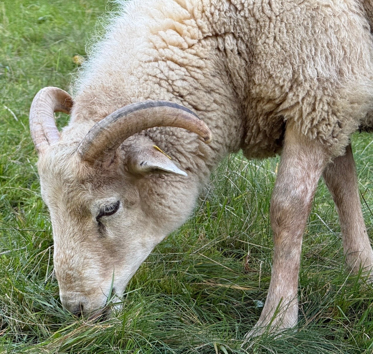 Wooldreamers Wolle Handwerk-das Erbe spanischer Schafwolle