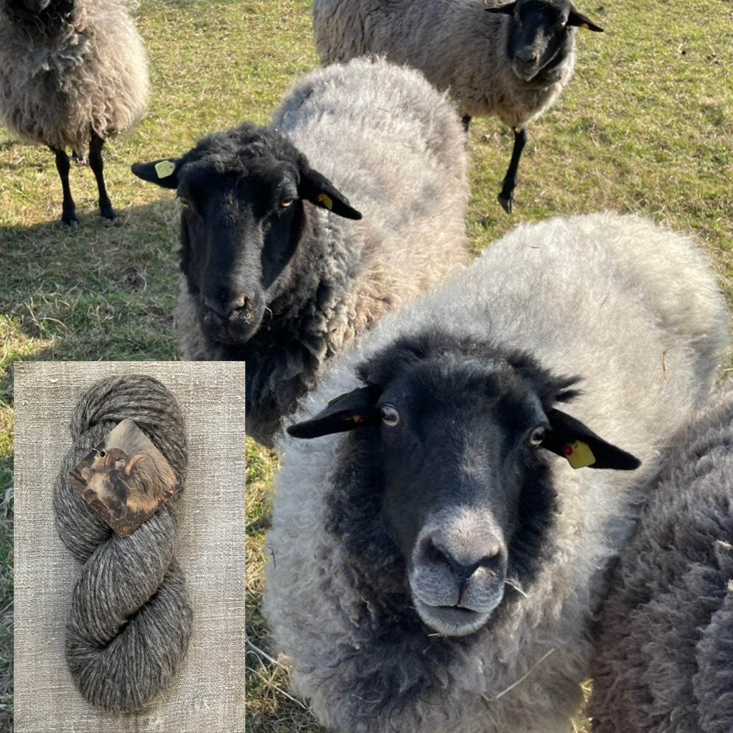 Rauhwollige Pommernschaf Wolle Natur Landwolle