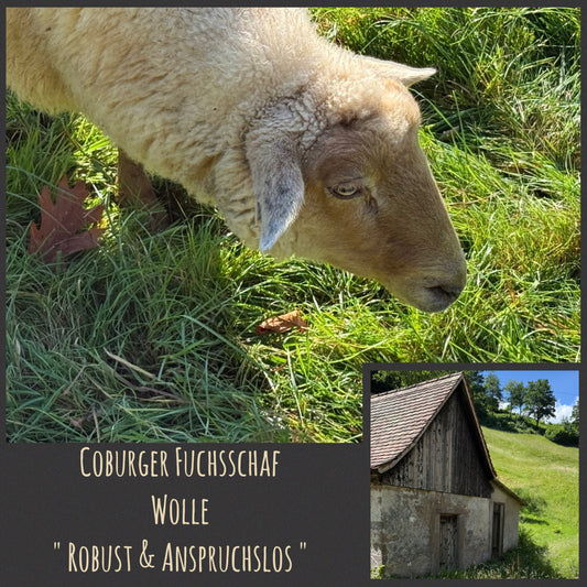 Coburger Fuchsschaf Wolle Landschaf  "Robust & Anspruchslos"